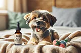 RAW CBD Oil For Pets: Benefits For Your Furry Friends