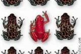 Can You Spot The Duplicate Content in theses Duplicate Frogs?