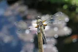 The Dragonfly Larva: A Natural Mosquito Killer Facing Extinction