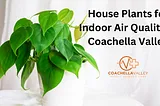 House Plants for Indoor Air Quality in Coachella Valley