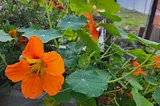 Orange nasturtiums in bloom in my own garden, with lots of green leaves around them. It’s so exciting to finally see flowers that were once little seeds!