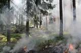 Wooded area after prescribed burn. Small flames lingering, smoke drifting.