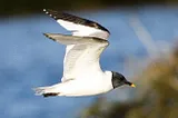 The Sabine's Gull