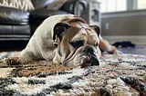 Old English Bulldog: A Guide To This Beloved Breed