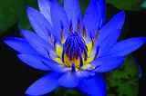 Blue Lotus by https://www.naturalalchemy.com.au/wp-content/uploads/2020/10/blue-lotus.jpg