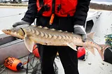 Sturgeon Ancient Giants Of Fresh Waters