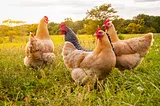 Three yellow chickens and one black and white chicken roaming a sunny green pasture.