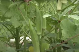 When To Harvest Okra: A Comprehensive Guide