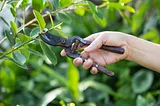 How to Prune Trees for Optimal Growth