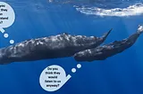 Image of two sperm whales swimming with voice bubbles. The adult whale asks, “do you think they can understand us?” The calf replies, “do you think they would listen to us anyway?”
