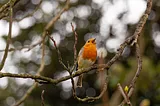 The Power of Birdsong: How Nature’s Sounds Can Heal Your Mind