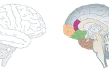 ADHD and Agenesis of the Corpus Callosum