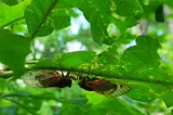 The Cicadas