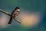 The eastern kingbird in this photo “pops,” or stands out, because it is brightly lit, and the background is blurry. Even though some viewers might consider the bright pinkish yellow background blobs distracting, the author finds them pleasing. Nikon Z6 II, Nikon AF-S 200–500mm, Nikon AF-S Teleconverter TC-14E III, and Nikon FTZ adapter. 700mm, ISO 250, f/8, 1/640 sec.