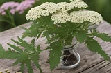 Yarrow as a remedy for COVID-19 symptoms.