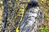 Tricolored heron severely injured by fishing line