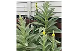 Mullein (Verbascum thapsus)