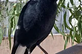 Molly the Magpie in a captive environment.