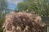 Photo of old weeping willow tree with spring blooms.