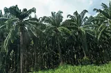 Several palms with some grass in the foreground, beneath a cloudy sky