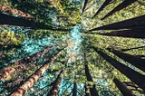 Is Your Company Focused on Growth or Great?
