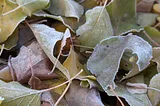 Frosty Mornings and Festive Decorations