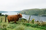 An Unreasonably Exciting Fluffy Cow