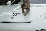 Cats N Cars at Cars and Coffee — Photo of Rari on Dad’s GT3RS