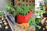 How to Grow Fresh Vegetables on a Balcony: The Urban Gardener’s Guide