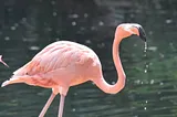 Did you know … flamingos take the pink colour from their food?