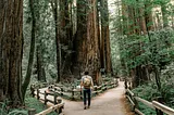 A hiker pauses at a fork in the trail surrounded by ferns and tall redwoods.