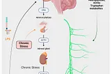 Axis Pathways: Gut and Brain Health Bridge