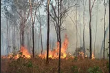 Winners and losers from fire in northern Australia’s tropical wet dry savanna.