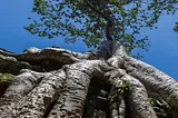 The Botanic marvel of Ta Prohm Temple