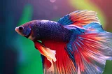 The Fascinating World of Betta Fish Bubble Nests: Unveiling Nature’s Ingenious Creation