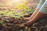 woman’s hands planting a small tree