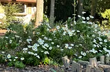 Meet This Out-Of-Hand Daisies