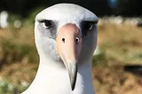 Closeup of albatross head