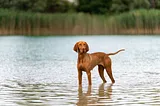 Hungarian Vizsla Breed Spotlight