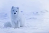 10 Interesting Facts About Arctic Foxes