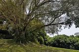 The Bodhi Tree on the Ridge of Kent