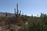 Towering Cacti In the Scorching Arizona Sun