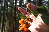 Backyard Berries … Malki Forest, Shillong