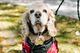 Cocker Spaniel in coat, scissors cutting leash