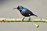 Black Birds With Blue Head(Pictures And Info)