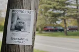 Lost Kitty Tale