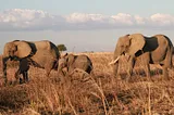 what to expect during Tanzania Safari