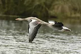 Photo of geese flying over water