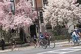 A street filled with lines of pink cherry blossoms and magnolia and some people on their bikes crossing the street.