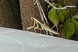 I Saw a Praying Mantis Today